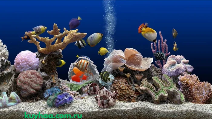 SereneScreen Marine Aquarium
